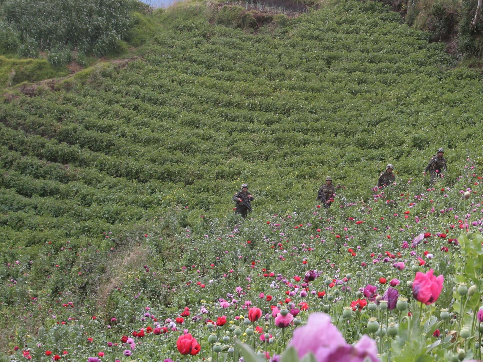 FOTO #43 (HORIZONTAL)FO5043 EXTINCION 
PUERRES, NARIÑO, JUL. 05.- LA POLICIA ANTINARCOTICOS, EN COORDINACION CON LA FISCALIA GENERAL DE LA NACION, LA DIRECCION NACIONAL DE ESTUPEFACIENTES Y EL INSTITUTO DE MEDICINA LEGAL, LOGRO REALIZAR LA EXTINCION DEL DERECHO DE DOMINIO A 22 PREDIOS UBICADOS EN EL DEPARTAMENTO DE NARIÑO, EN DONDE SE HALLARON CULTIVOS DE AMAPOLA. (COLPRENSA  JOSE RUIZ)
 