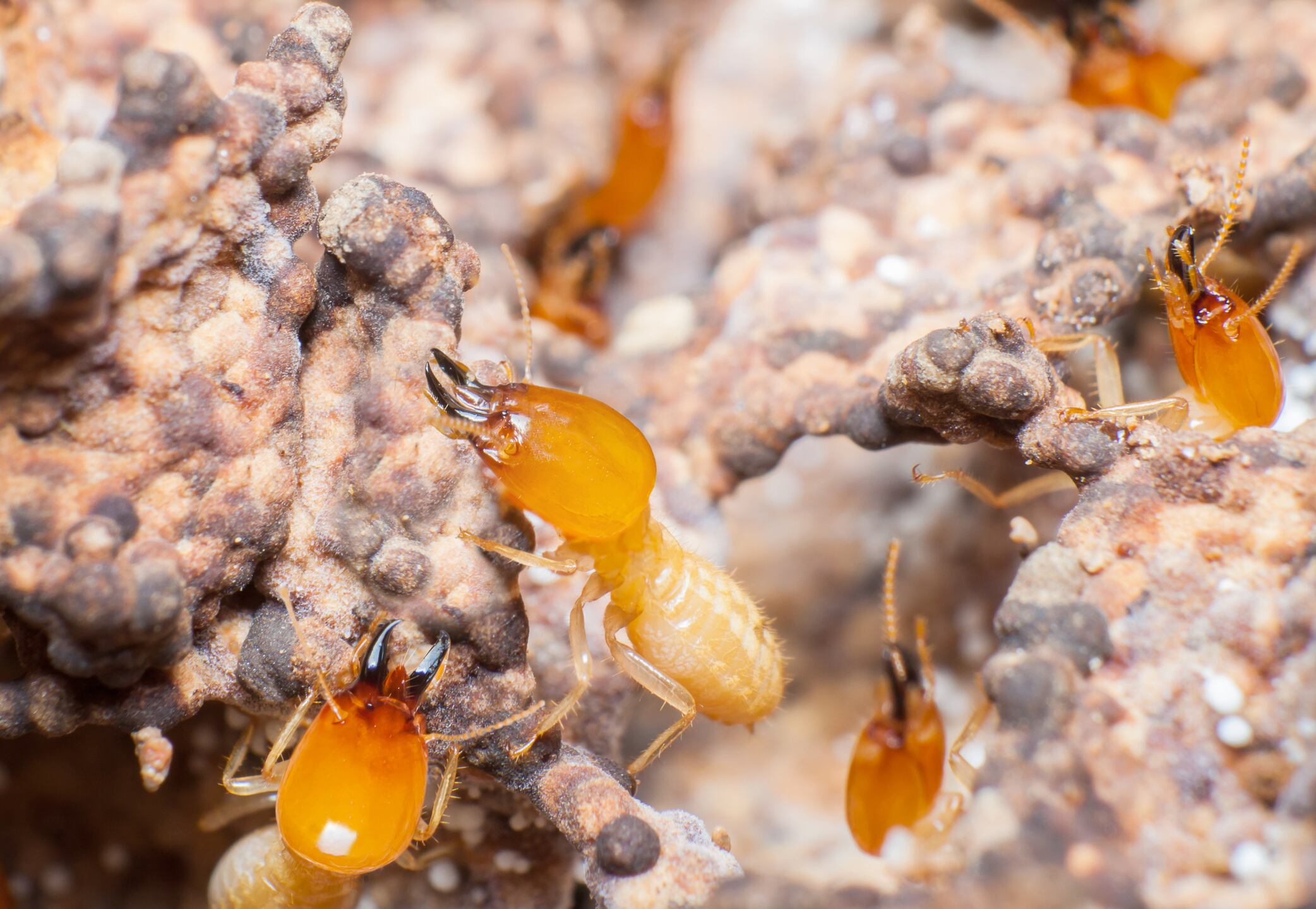 Close up termites or white ants in nest