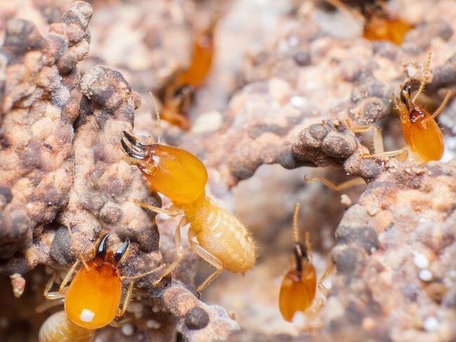 Termitas, buenos indicadores de biodiversidad en regiones tropicales como la Amazonía