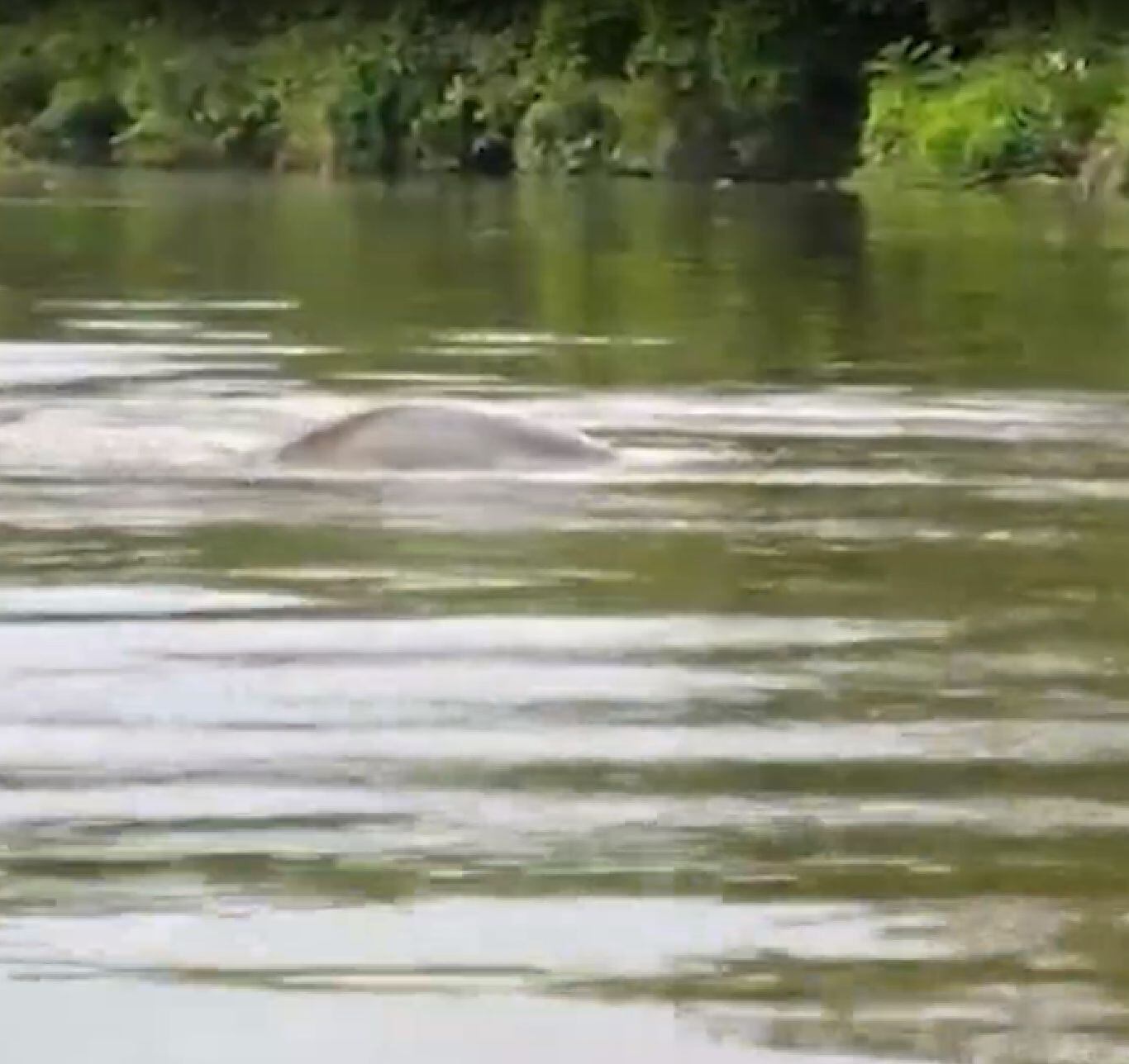 Manatie/ tomada del video