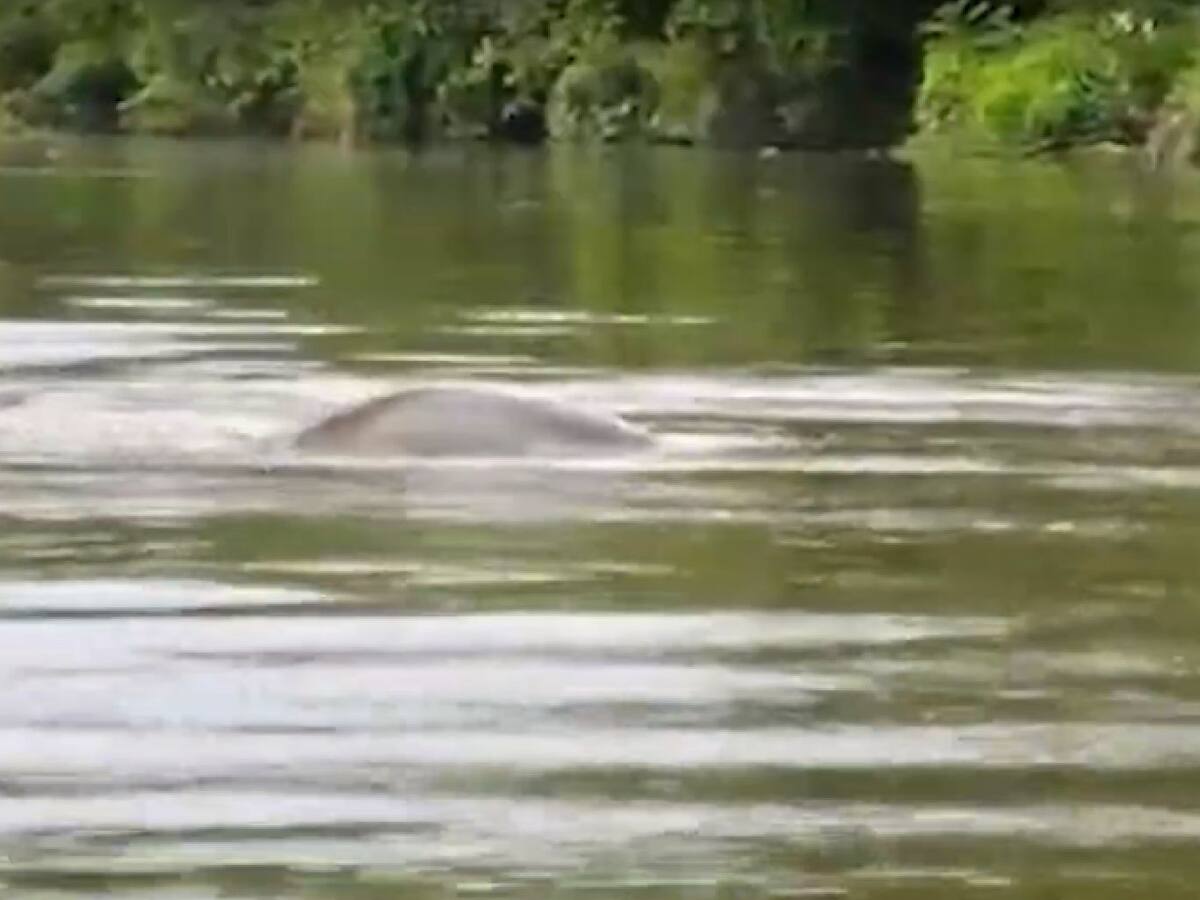 Manatíes no estaban en peligro, estaban apareándose en Barrancabermeja
