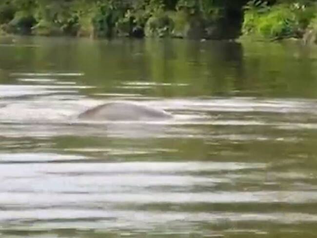 Manatie/ tomada del video