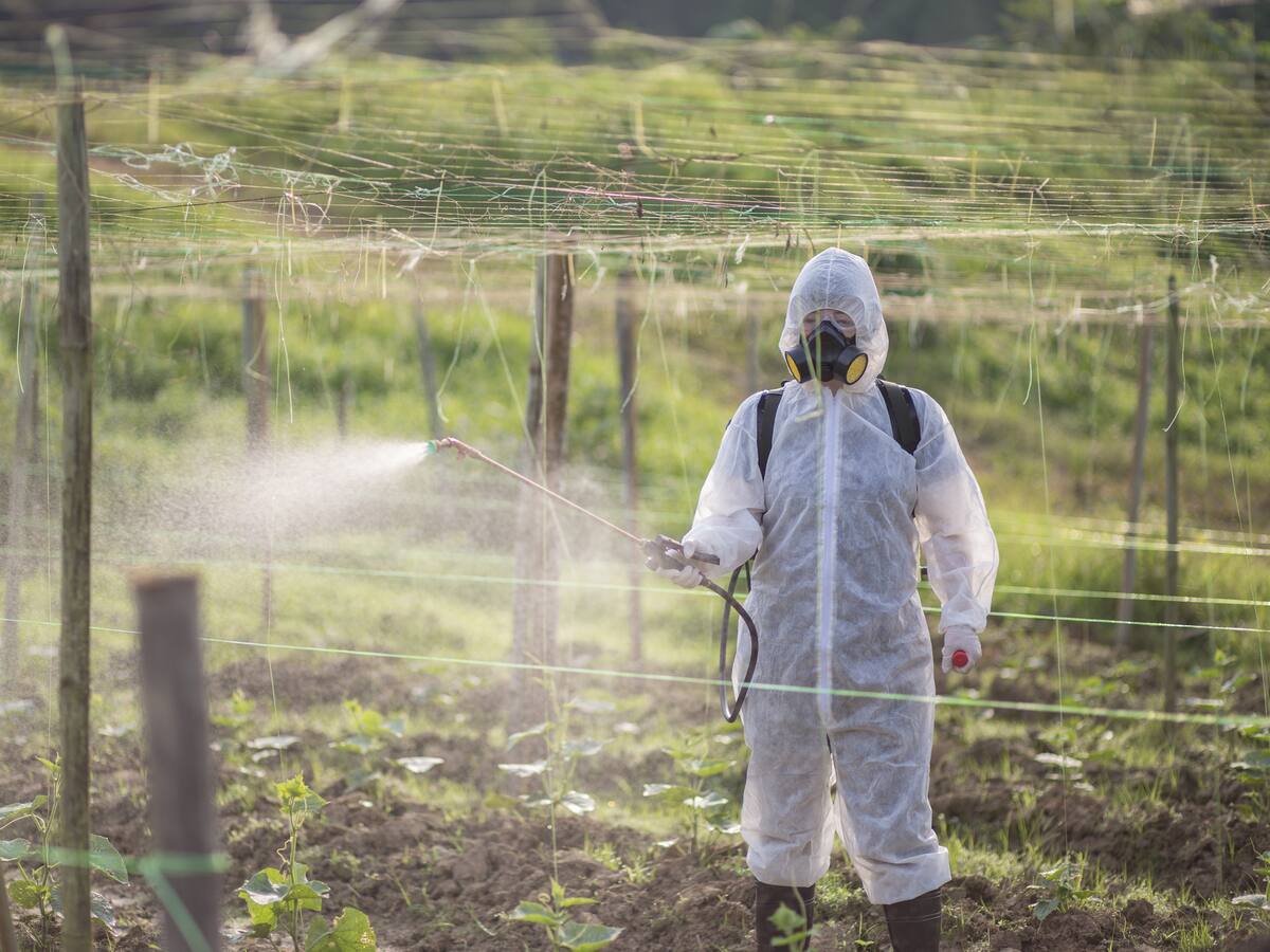 Corte Constitucional tumbó erradicación con glifosato
