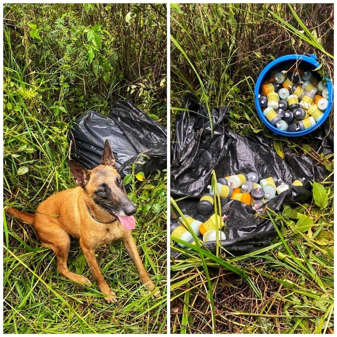 Un canino antiexplosivos encontró las minas en zona rural. Crédito: Policía Cauca 