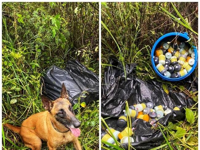 Un canino antiexplosivos encontró las minas en zona rural. Crédito: Policía Cauca 