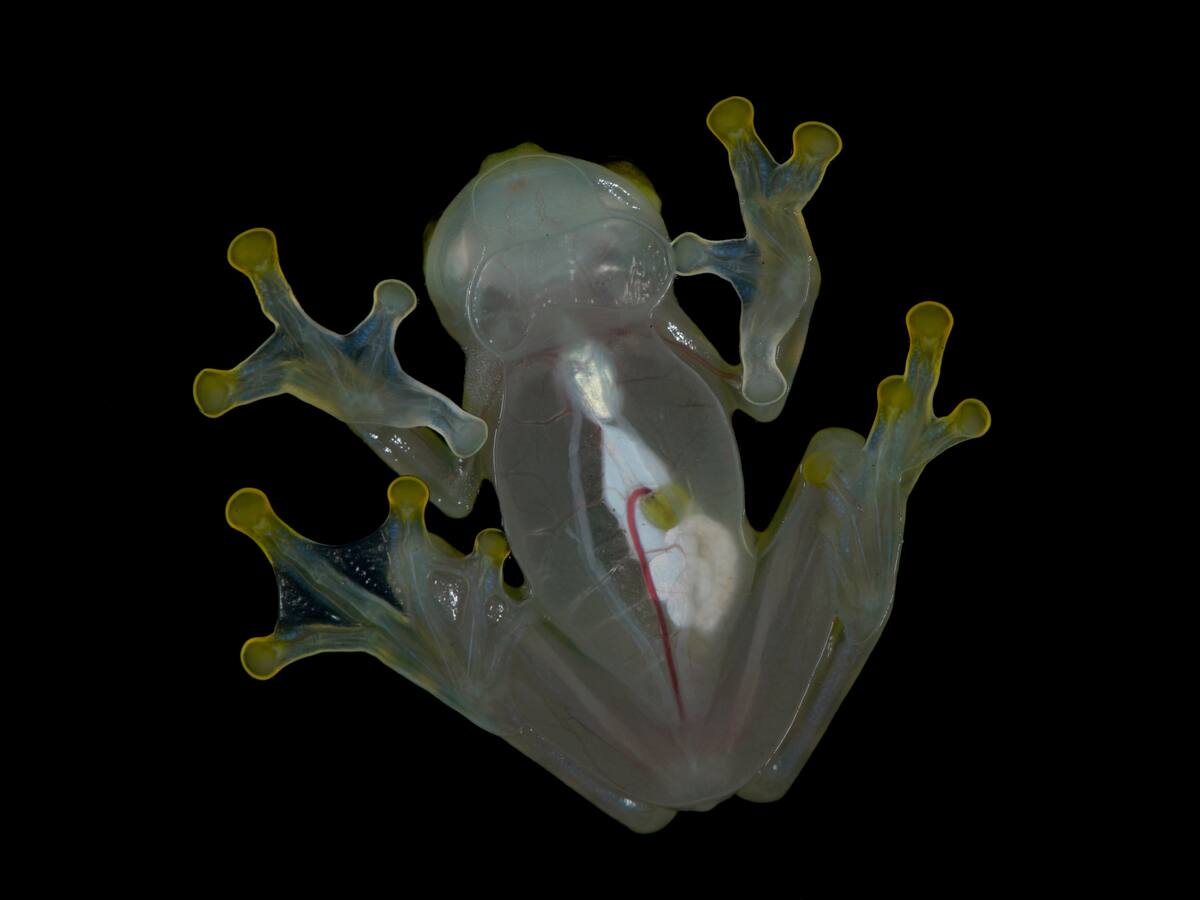 ¿Por qué es transparente la rana de cristal y dónde vive?