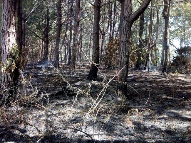 Según las autoridades, la emergencia se registró en el Parque Nacional Munchique donde, fueron afectadas aproximadamente 50 hectáreas de una reserva.. Foto: Alcaldía de El Tambo