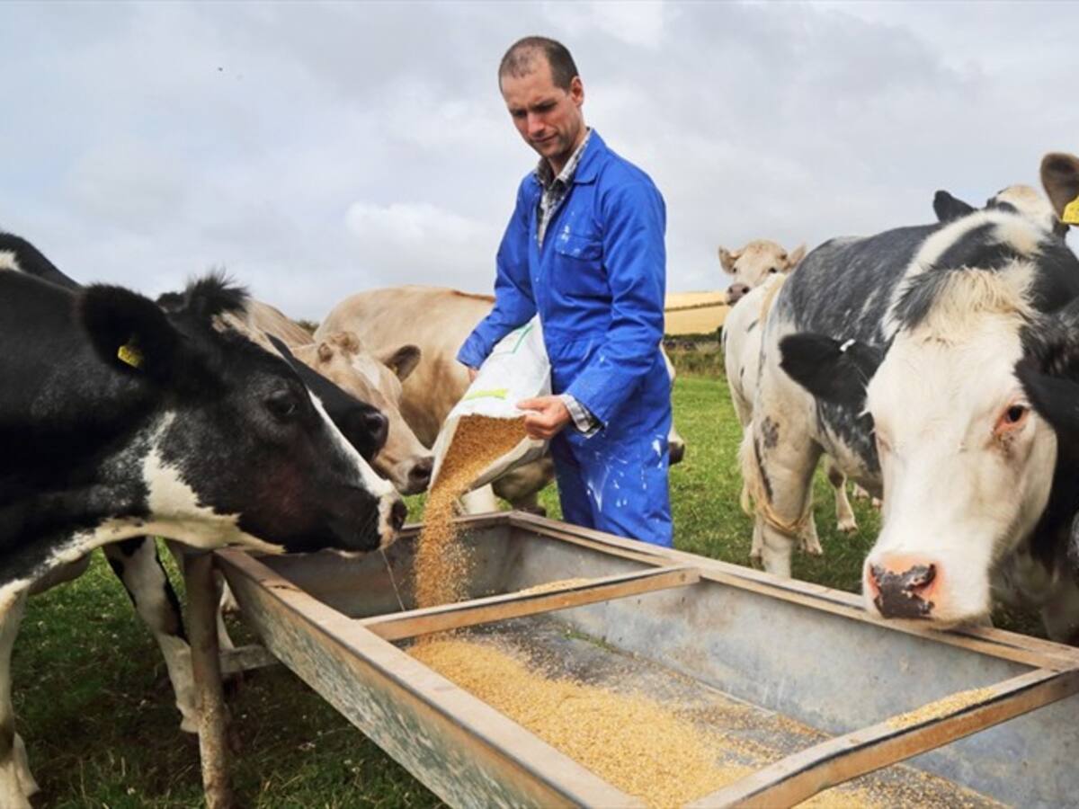 Según el Ica, se implementaron medidas de flexibilización en comercio del sector agro