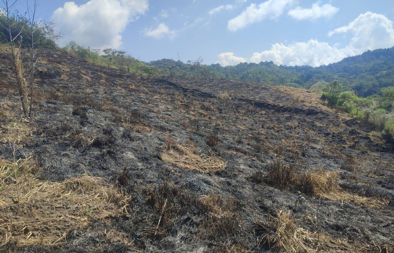 Ecocidio en el Distrito de Manejo Integrado Guásimo / Foto: Oficial Carder