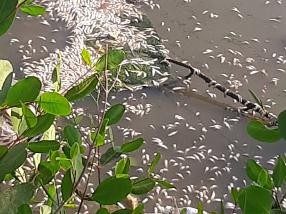 Preocupación por mortandad de peces en cuerpo interno de agua en Cartagena