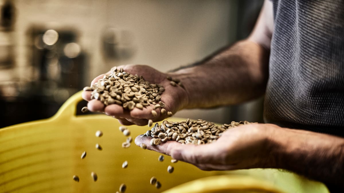 La producción del grano en mayo tuvo fuerte repunte, según FedeCafeteros