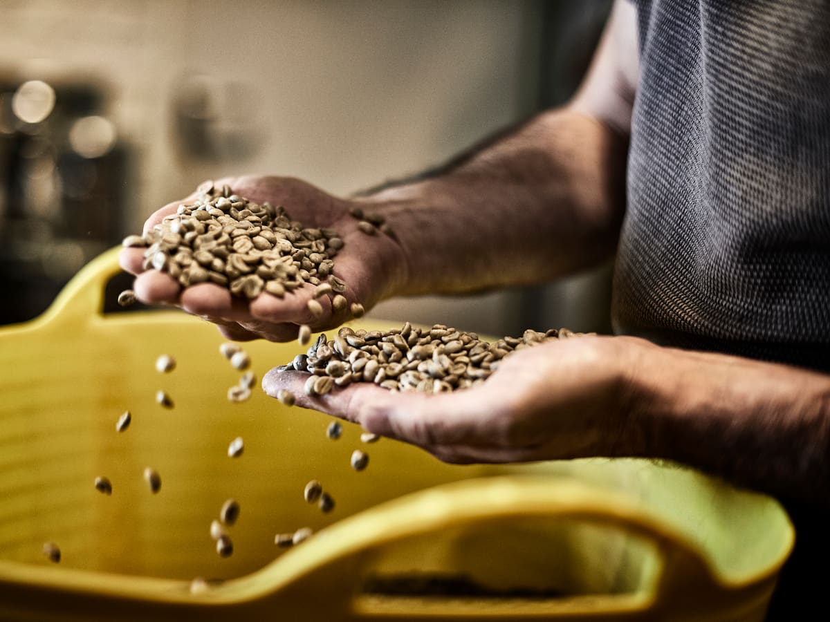 La producción del grano en mayo tuvo fuerte repunte, según FedeCafeteros