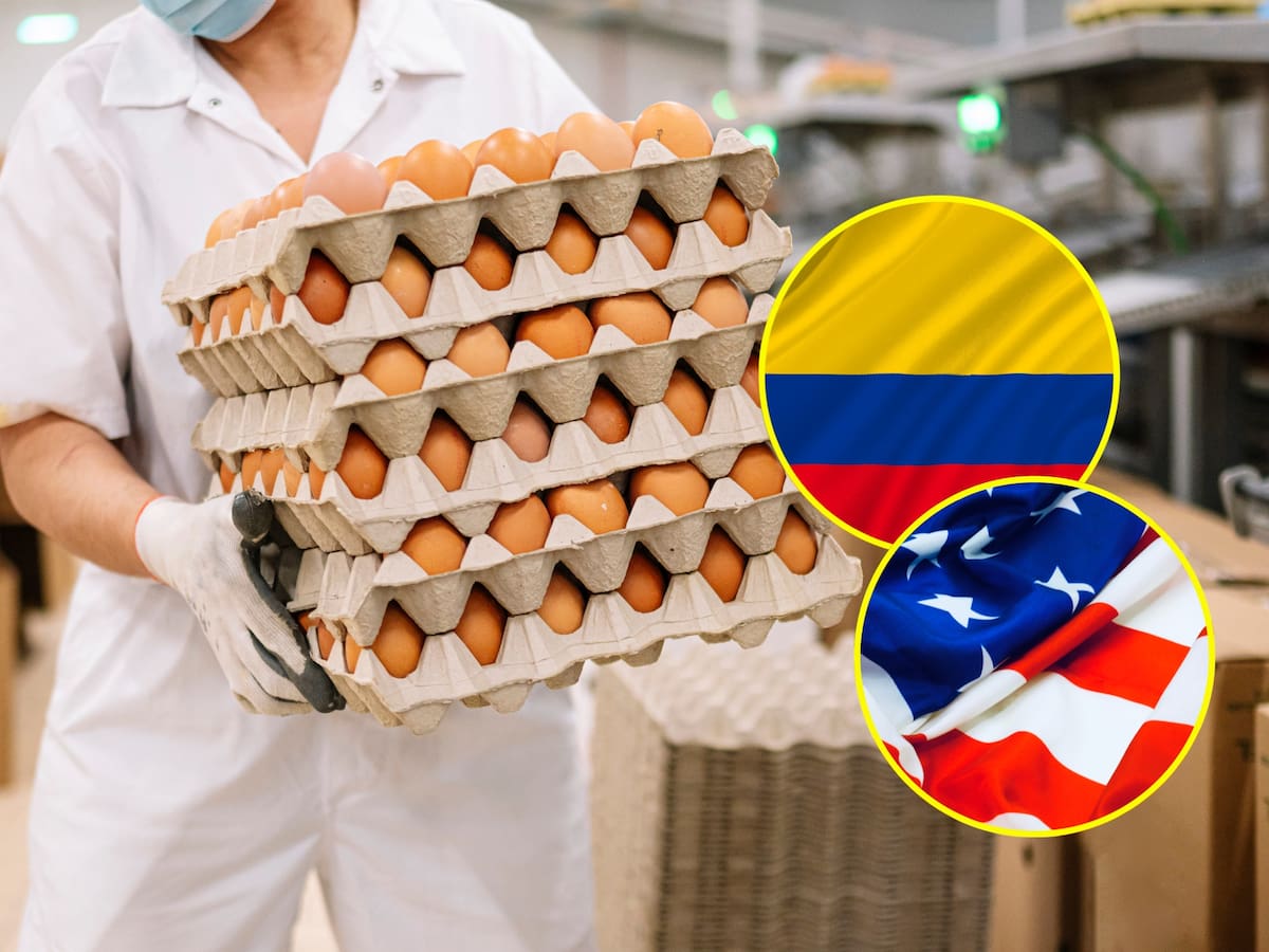 Fue aprobada la exportación de huevo colombiano a Estados Unidos para uso industrial