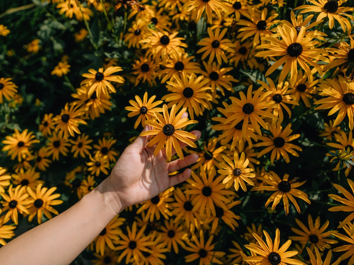 ¿Qué se celebra el 21 de septiembre en Colombia? Conozca el origen de las flores amarillas