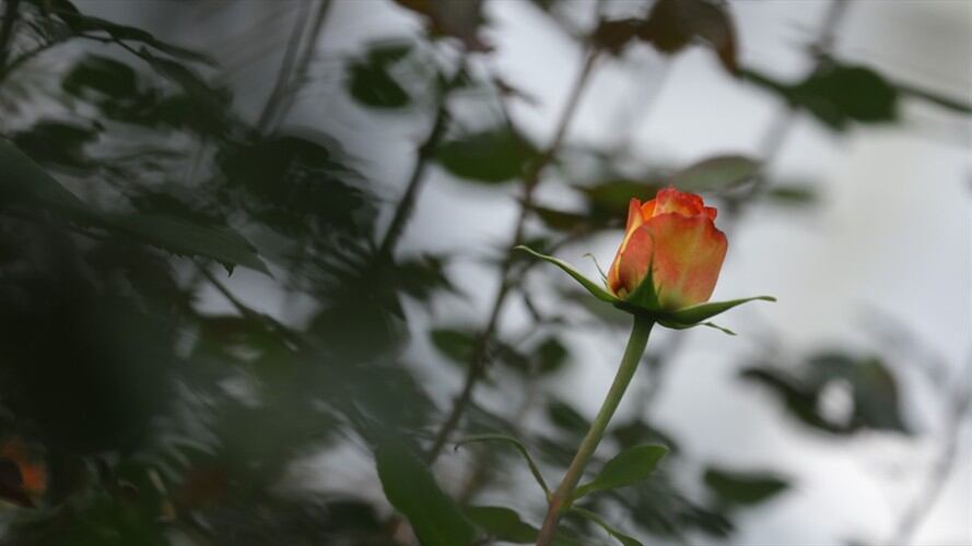 Cerca de 3.000 plantas embellecerán la carrera 7.ª, entre la Plaza de Bolívar y la estación de TransMilenio Museo del Oro.. Foto: Colprensa