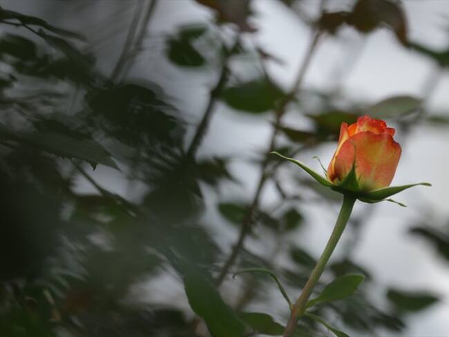 Cerca de 3.000 plantas embellecerán la carrera 7.ª, entre la Plaza de Bolívar y la estación de TransMilenio Museo del Oro.. Foto: Colprensa