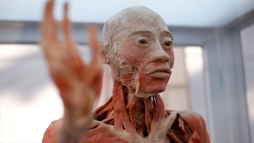 ‘Bodies, el viaje por el cuerpo humano’, que cuenta con cuerpos humanos reales.. Foto: Colprensa