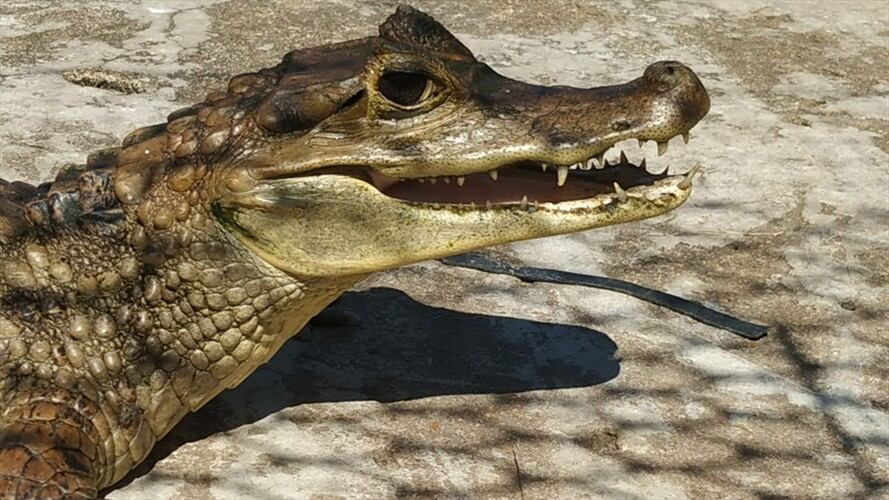 El Zooparque en estos momentos no está funcionando: CVS . Foto: Cortesía