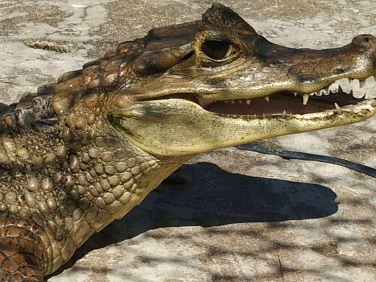 El Zooparque en estos momentos no está funcionando: CVS