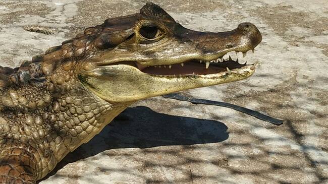 El Zooparque en estos momentos no está funcionando: CVS . Foto: Cortesía