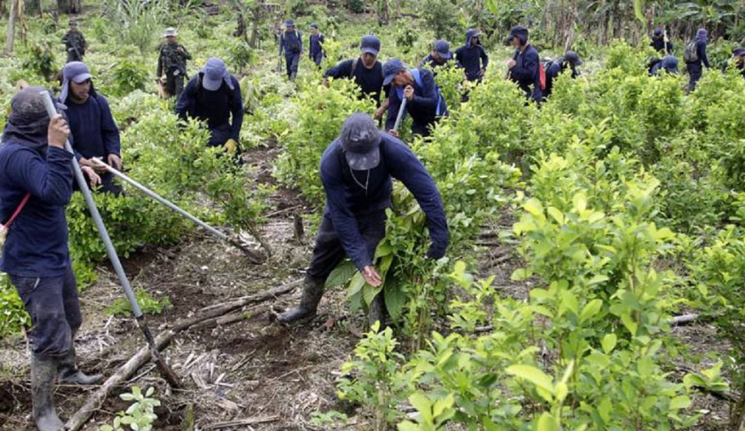 En el Catatumbo solicitan celeridad en sustitución de cultivos ilícitos