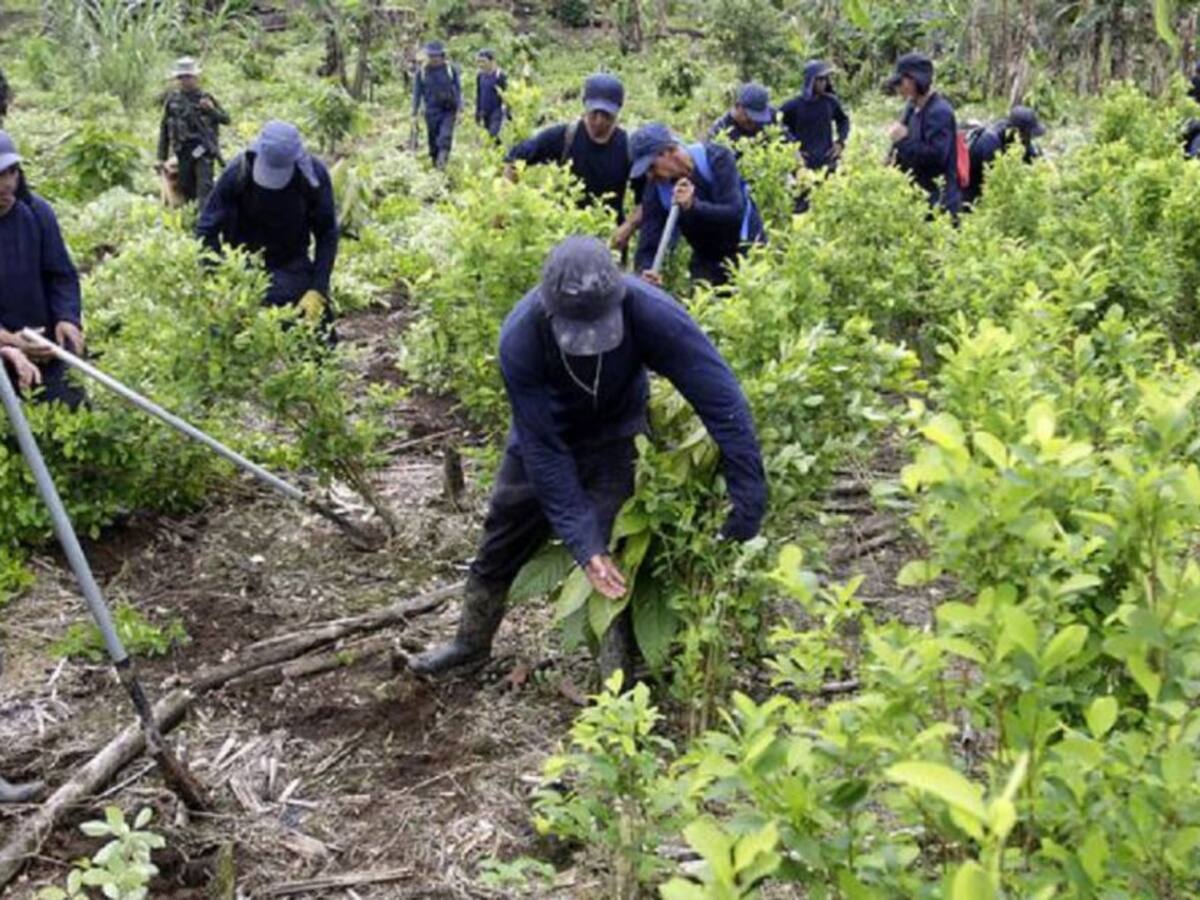 Campesinos del Catatumbo piden celeridad en sustitución de cultivos ilícitos