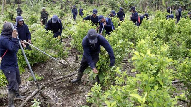 En el Catatumbo solicitan celeridad en sustitución de cultivos ilícitos