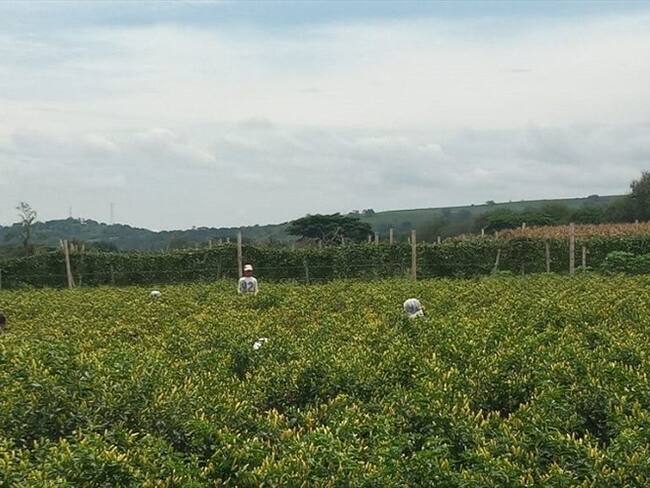 Imagen de referencia. Foto: Colprensa.