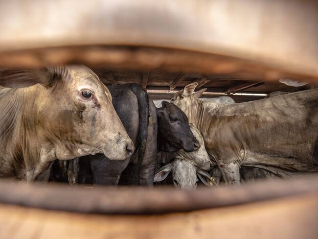 Operativo contra buque con ‘narcovacas’: ¿cómo se llevó a cabo la intervención?