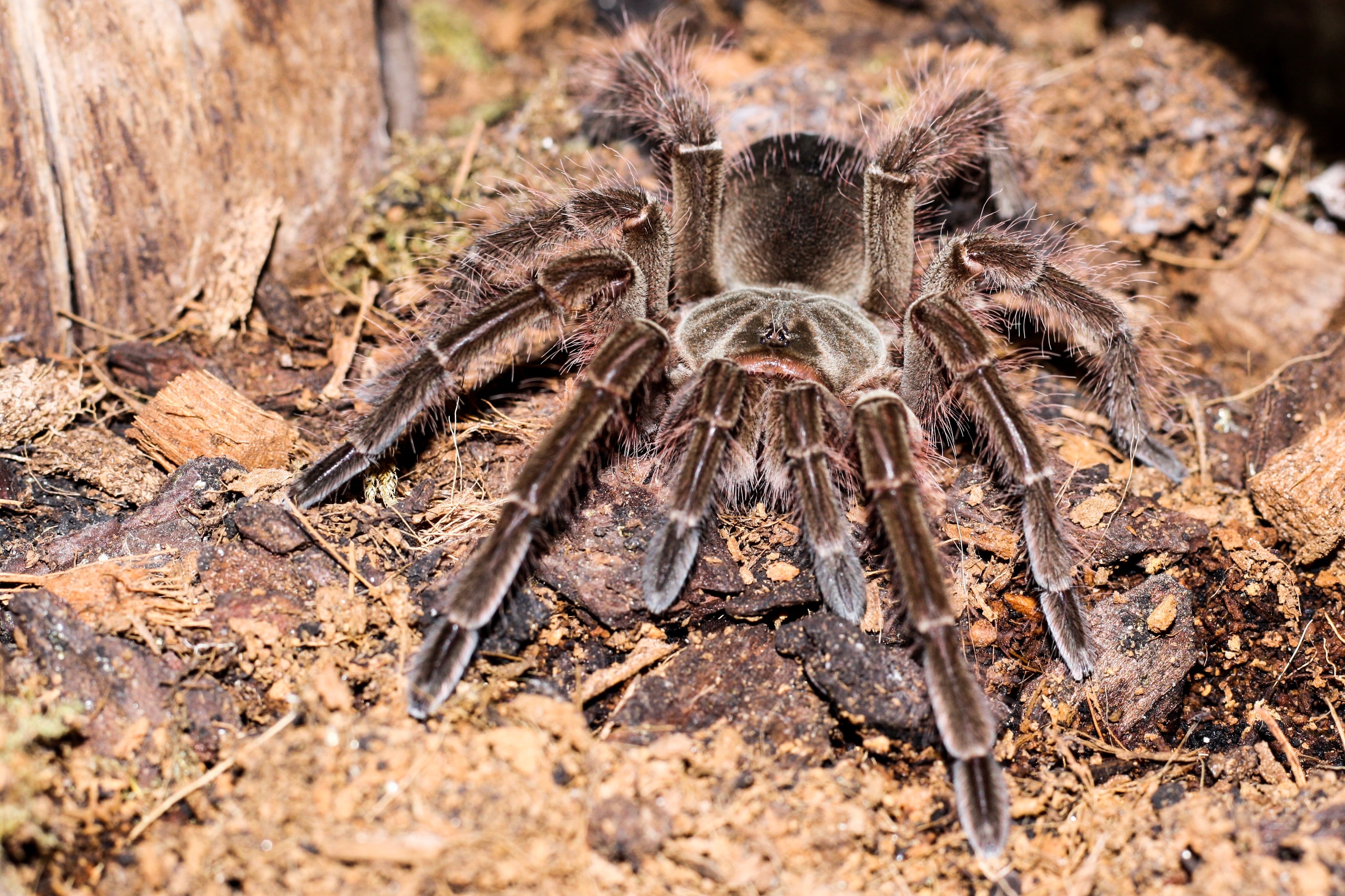 Tarántula Goliat. Foto: Getty Image