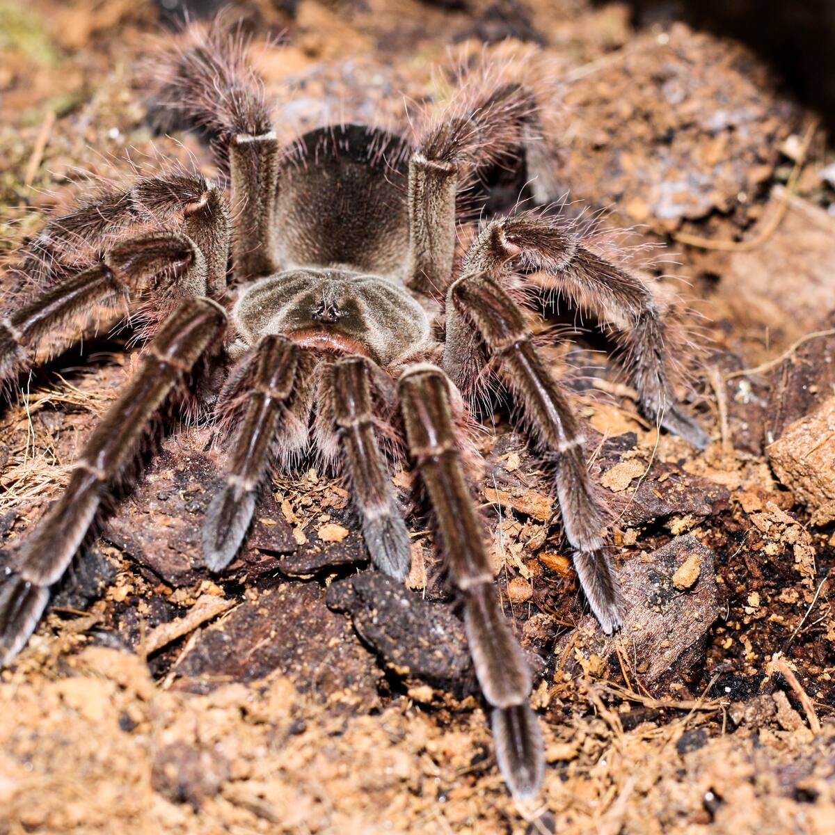 ¿Cuál es la araña más grande del mundo? Vive en el Amazonas y puede hasta comerse a un ratón