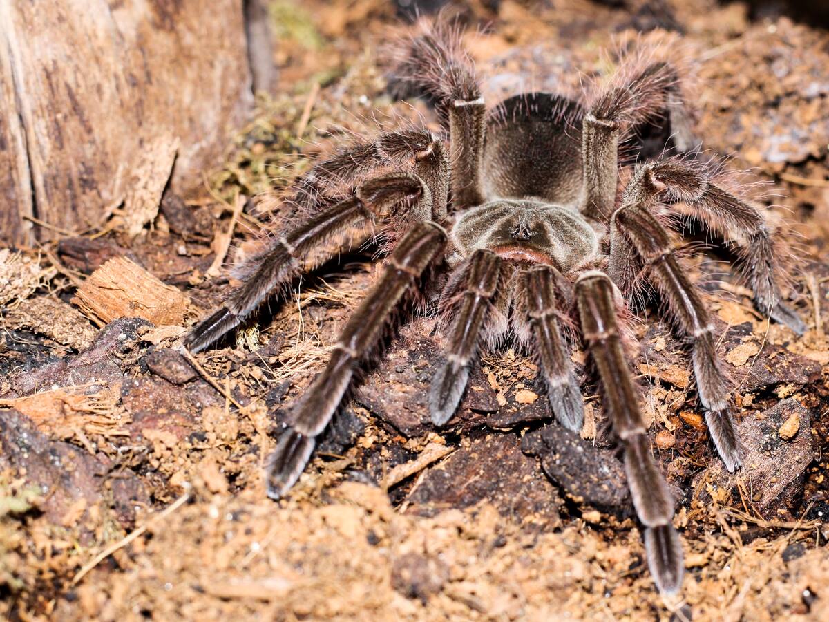¿Cuál es la araña más grande del mundo? Vive en el Amazonas y puede hasta comerse a un ratón