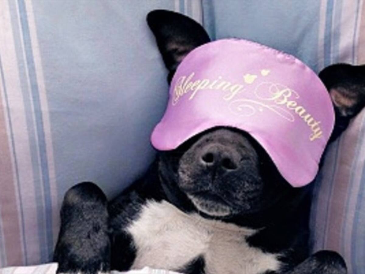 ¿Los perros pueden tener sueños?