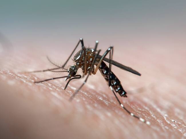Aumento de casos de dengue en Colombia: síntomas y cómo prevenirlo