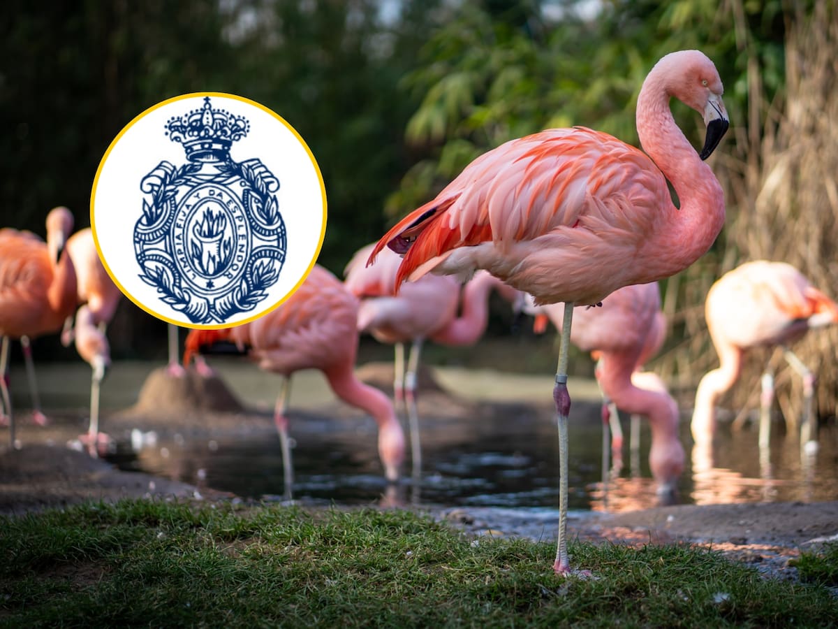 ¿Cuál es la diferencia entre flamenco y flamingo? Son el mismo animal; RAE explicó detalle clave