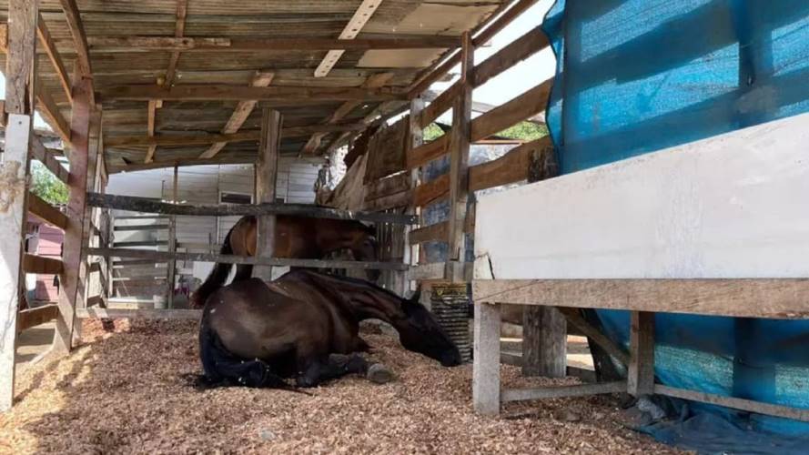 Las funcionarias habrían omitido sus funciones de vigilancia de las condiciones de salubridad de los caballos cocheros. Crédito: Cortesía.