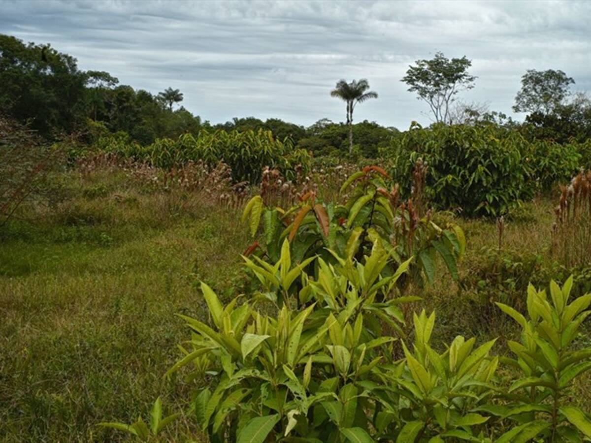 Parque Metropolitano Alma Viva, el lugar que dará alegría y tranquilidad a Villavicencio