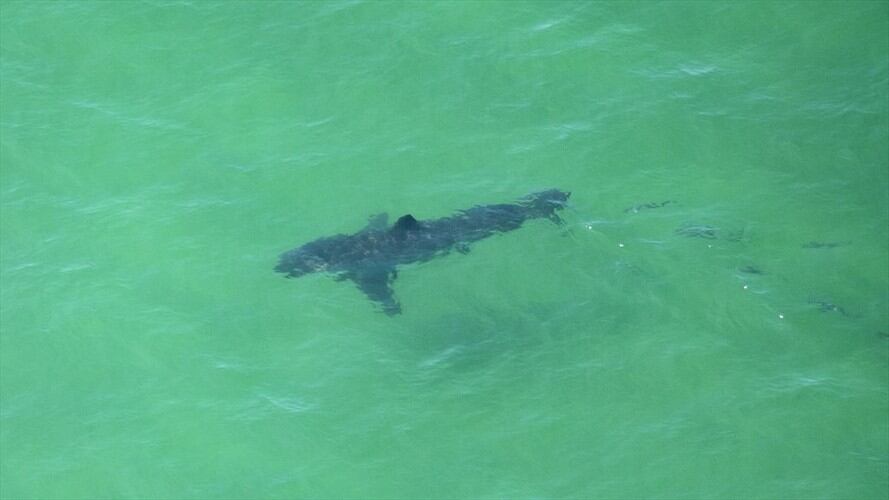 Ataque de tibuón . Foto: JOSEPH PREZIOSO / Getty Imagen