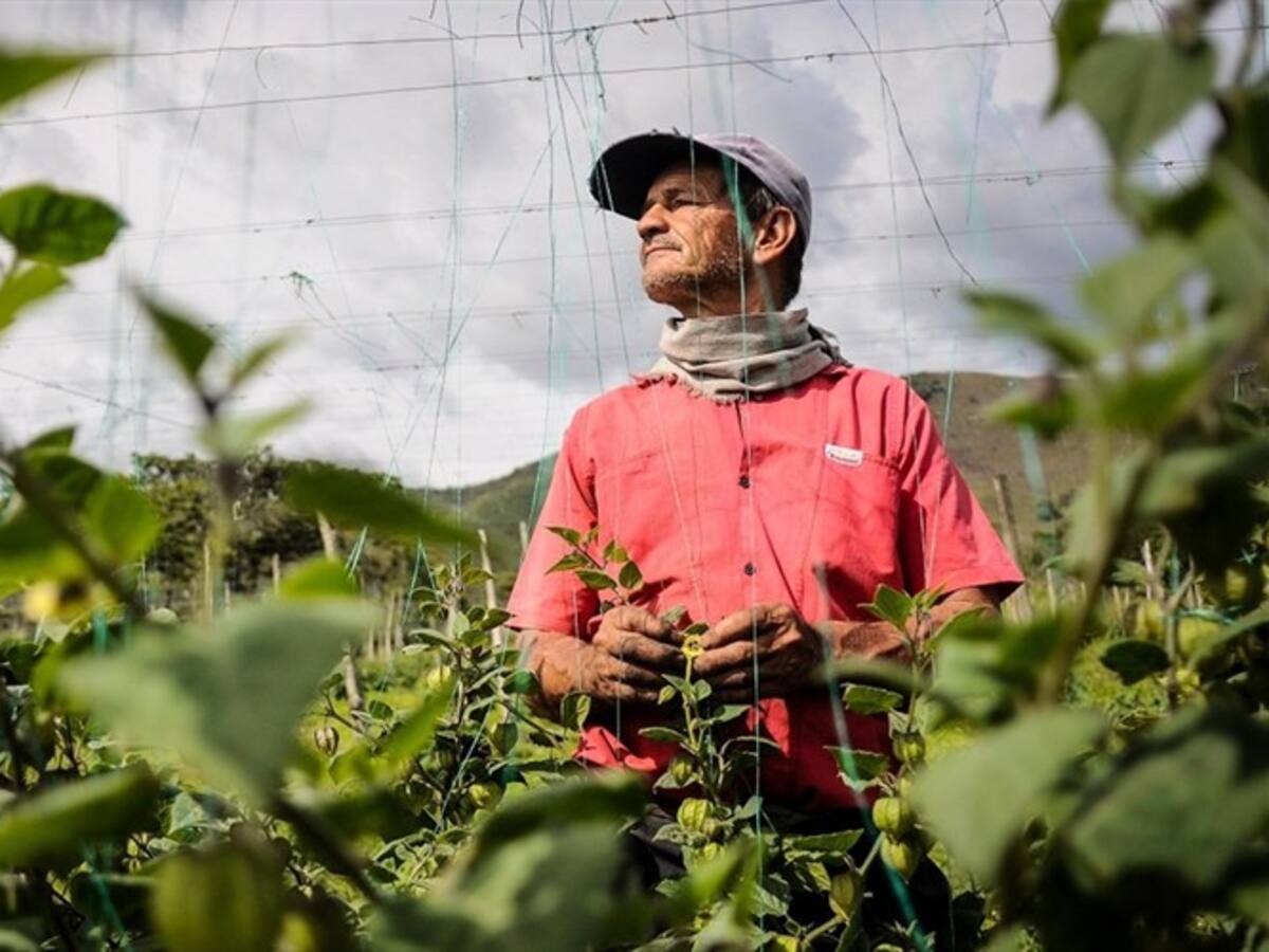 Nosotros dependemos de lo que cosechamos, no recibimos subsidios del Gobierno: campesino