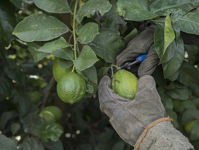 Agricultores preocupados por enfermedad que ataca a los cultivos de cítricos. Foto: Getty Images