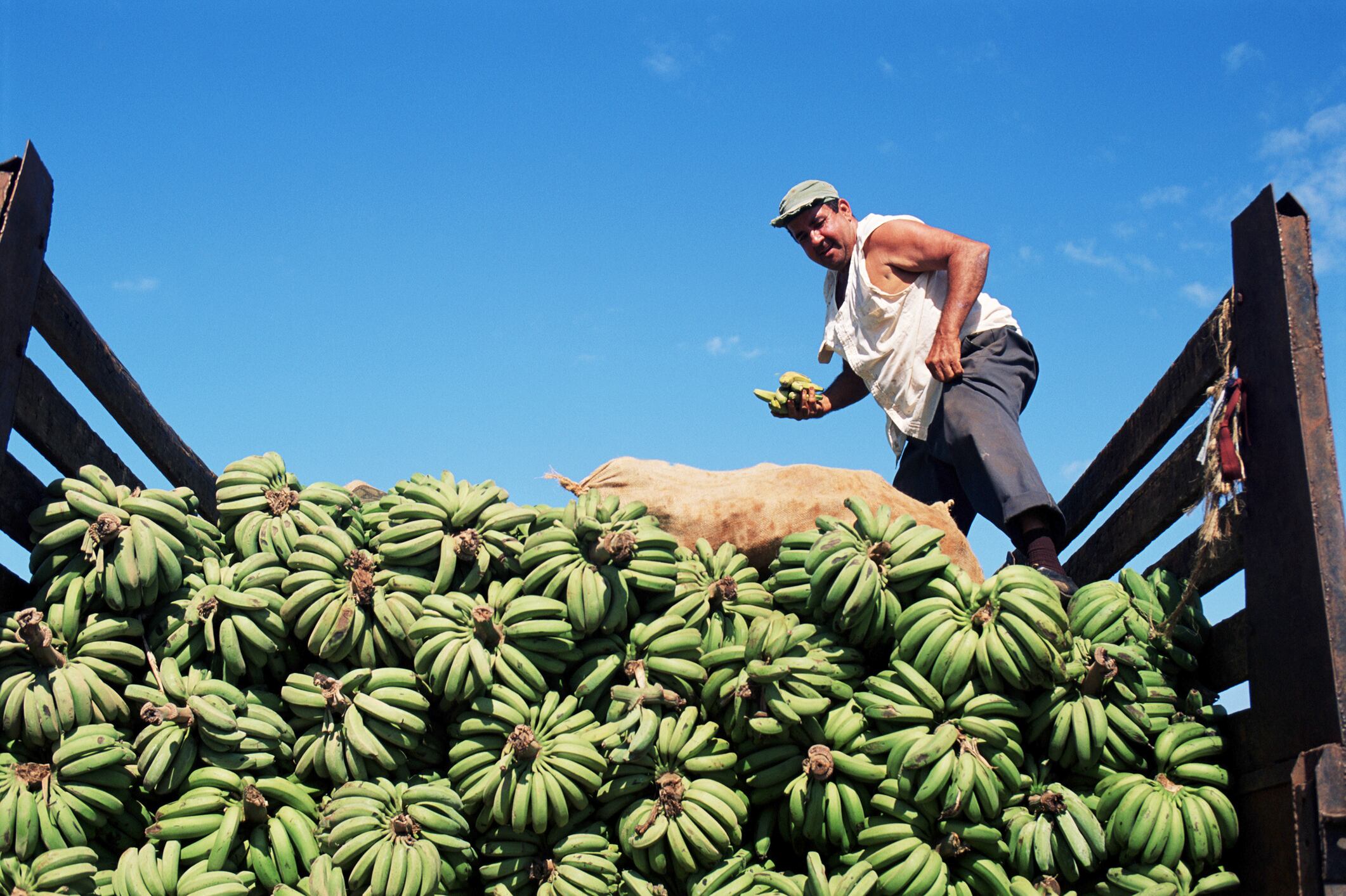Hombre recogiendo y cargando al camión una gran cosecha de plátano (Getty Images)