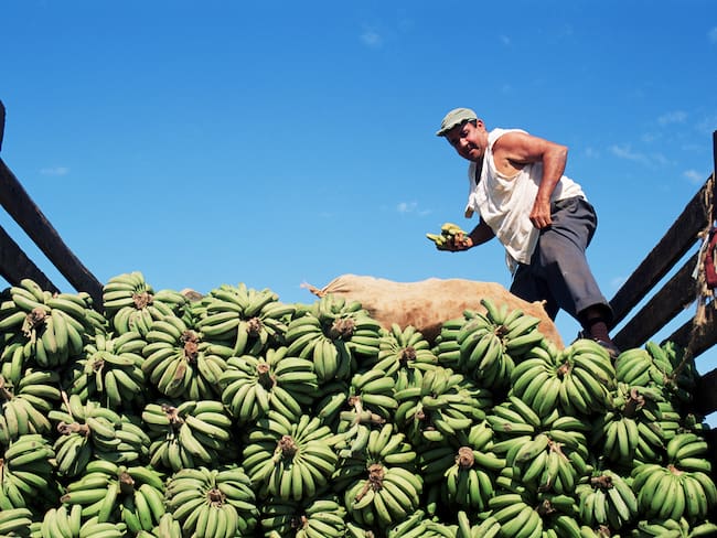 Hombre recogiendo y cargando al camión una gran cosecha de plátano (Getty Images)