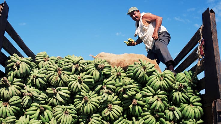 Los 3 países latinoaméricanos con mayor exportación de frutas del mundo, ¿Está Colombia? (Getty Images)