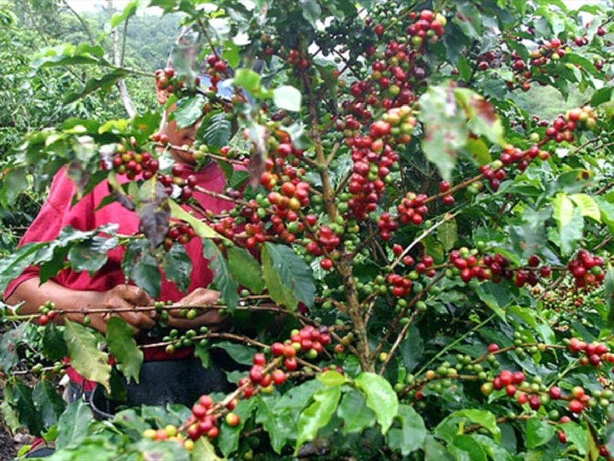 Gobierno y Banco Agrario ponen en marcha millonaria línea de crédito para caficultores