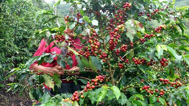 El Gobierno y el Banco Agrario ponen en marcha millonaria línea de crédito para caficultores. Foto: Colprensa