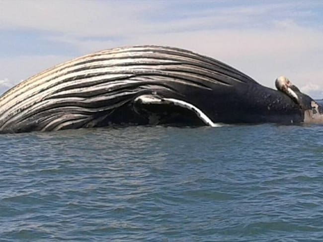 Hallan muerta a una ballena en aguas del Pacífico colombiano. Foto: Erika Rebolledo (W Radio)