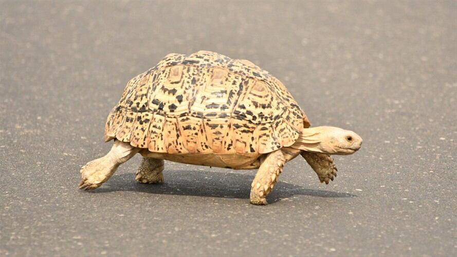 Entre domingo y lunes de esta semana se realizaron 465.000 controles que derivaron en 30.300 multas.. Foto: Getty Images
