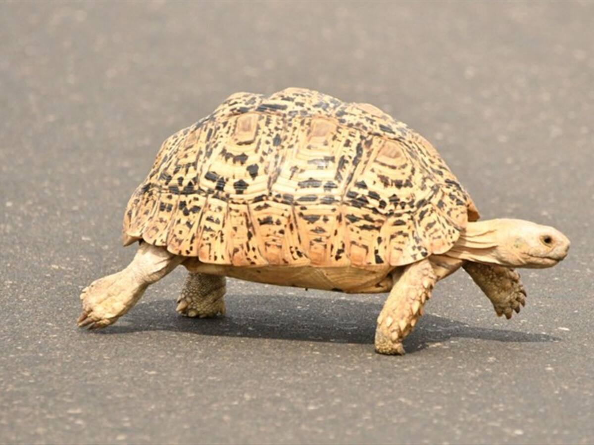 Policía italiana multó a mujer por sacar a pasear a su tortuga