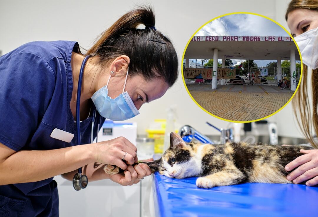 Carrera de veterinaria en universidades públicas. Foto: Getty Images.