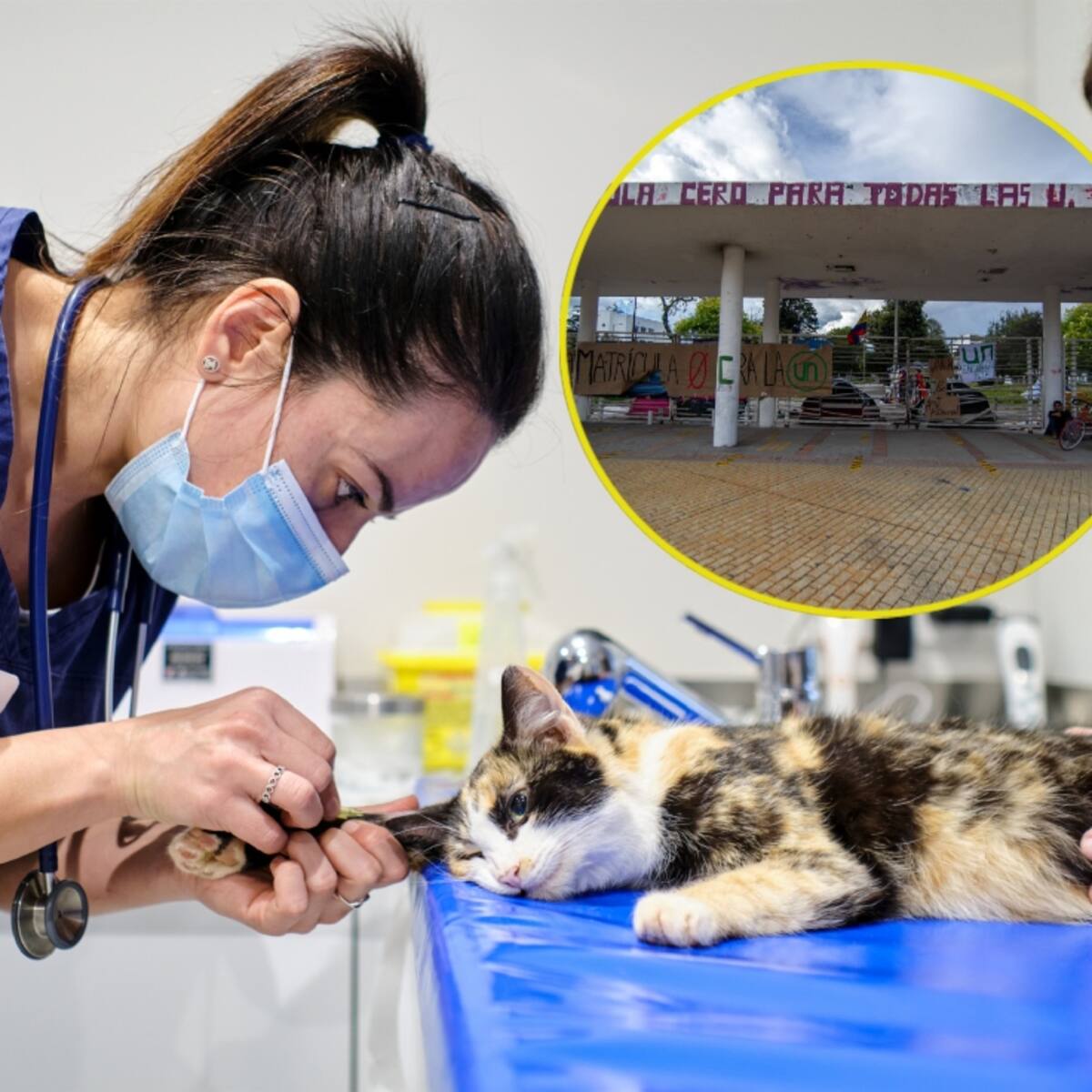 Lista de universidades públicas en Colombia para estudiar veterinaria: duración y tarifas